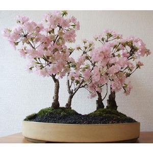 bonsai-art_sakura-yose.jpeg