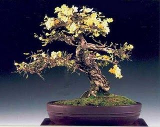 gelsomino_bonsai.jpg